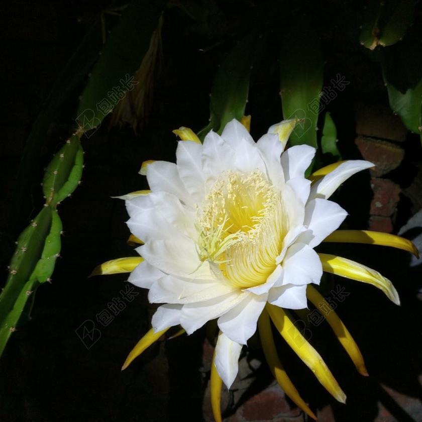夜晚 花 昙花 兰花仙人掌 仙人掌 仙人掌 开花