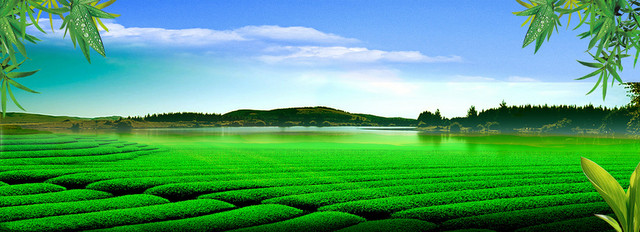 茶叶广告背景BANNER