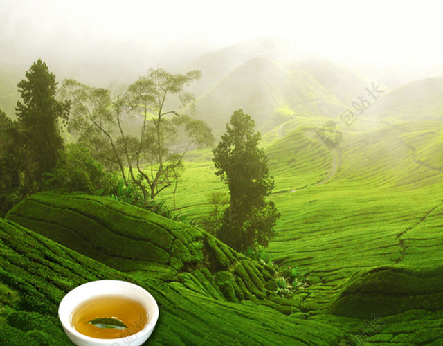 淘宝茶叶清新茶田直通车钻展背景