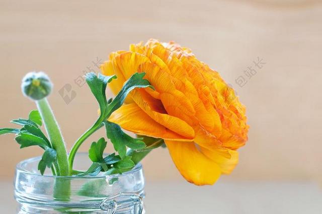 水瓶里橙春花盛开鲜艳橙色花朵背景图片
