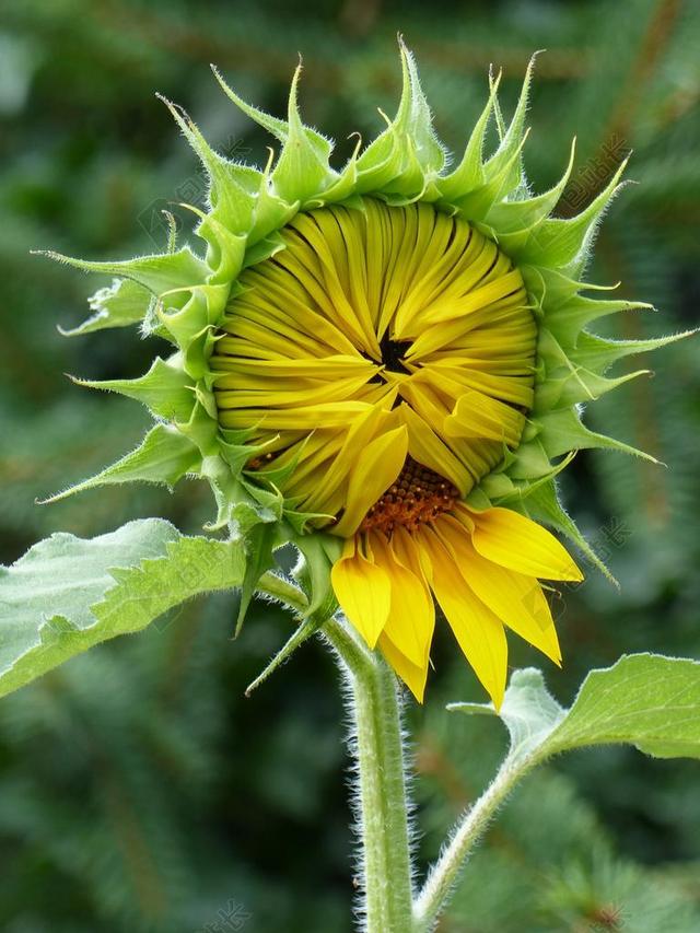 太阳花 害羞 芽 年轻 黄色 关闭 黄色花 开花 花 厂