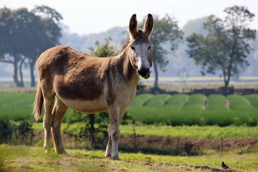 驴 屁股 动物 骡子 农场 家养 野生动物 杰克 牲畜