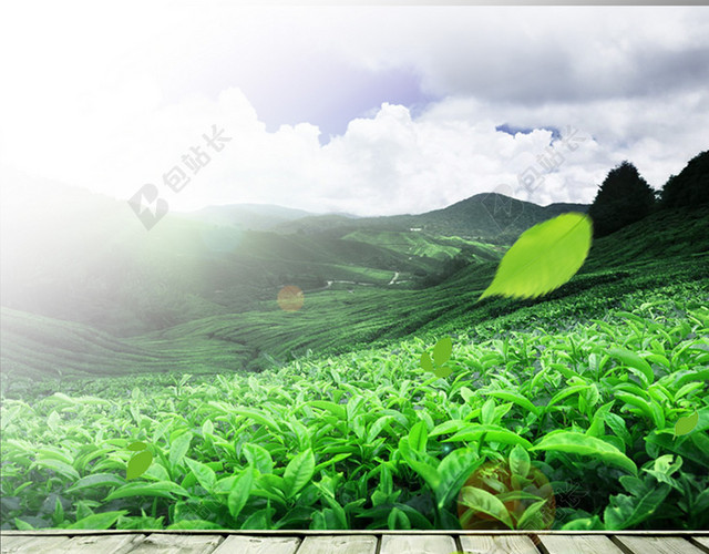 清新自然的茶园背景图
