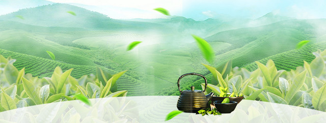 淘宝茶叶清新树叶背景