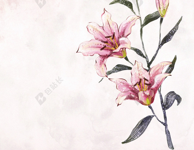 粉色手绘百合背景