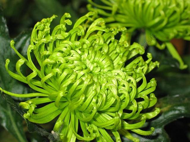 菊花 鲜花 厂 开花 性质 盛开 秋花开花 绿色 秋 背景