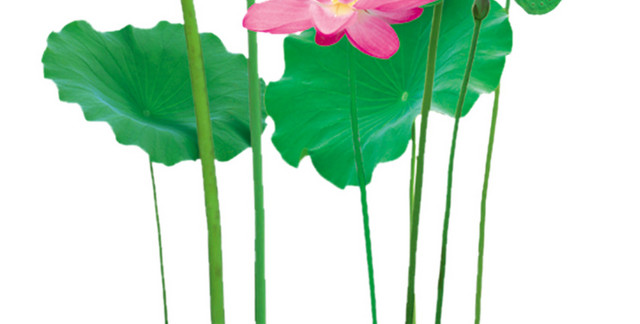 夏天立夏荷花