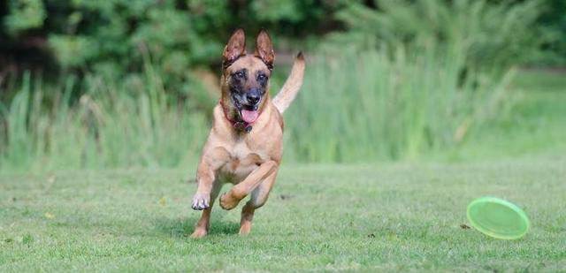 走狗 飞盘 玛利诺犬 比利时牧羊犬 夏季 狗 运动记录 男性