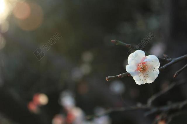 梅花 春天 桃红 粉红 萌发