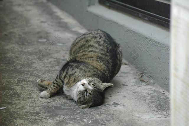 猫 永和 巷子里
