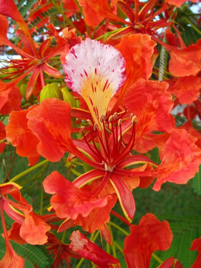 树 皇家凤凰木 花 橙色 凤凰木 夏天 盛开 热带 花的