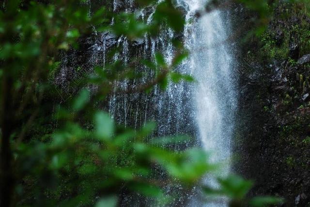 瀑布 绿色植物 山 森林