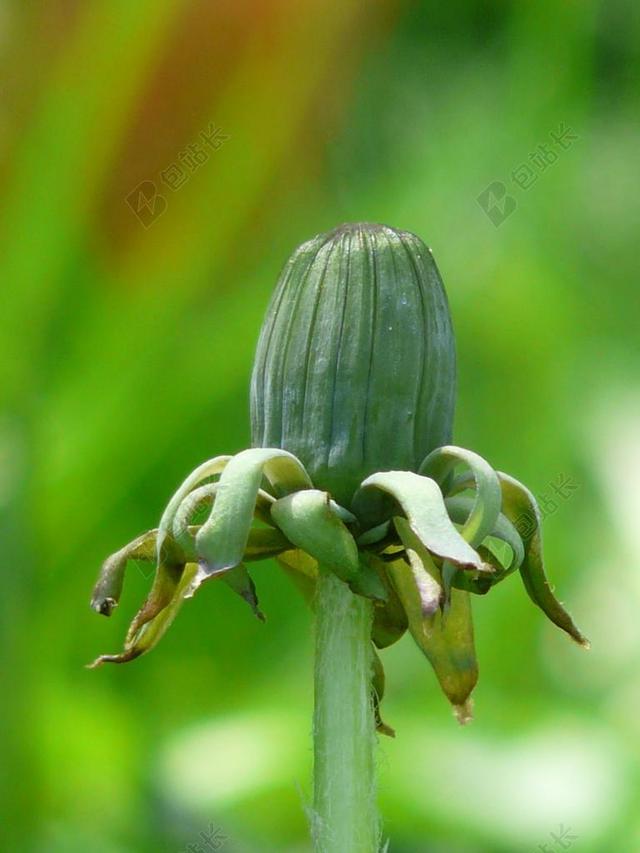 普通的蒲公英 蒲公英叶 叶子 草地 绿色 光明 指出花 花序