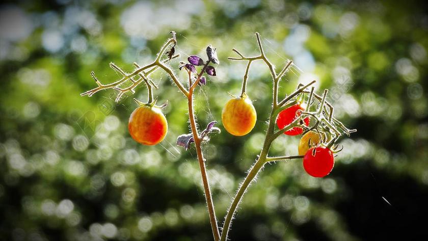 广告简约生长中的番茄背景图片