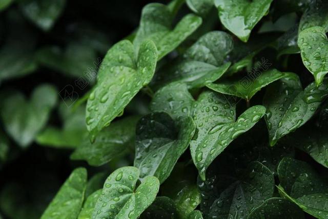 绿色摄影自然植物宣传背景图片