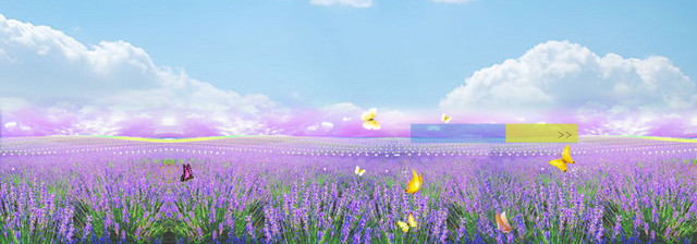薰衣草背景