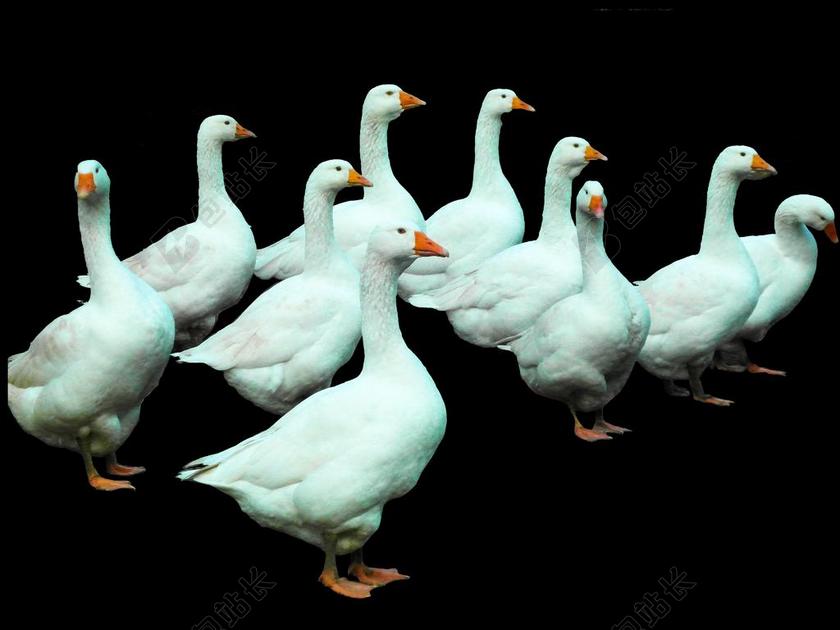 鹅 家禽 白 孤立 颤振 圣诞鹅 在今年年底 育种 喷口
