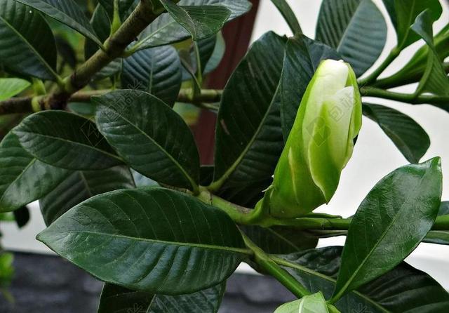 栀子 芽 茜草科 克 印度