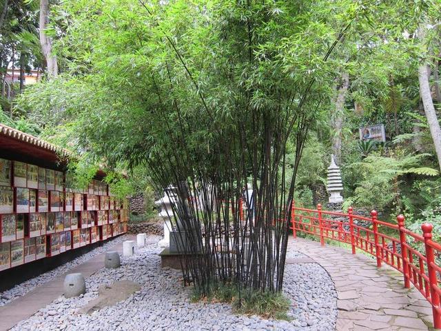 竹花园 竹 东方 日本花园 日本 禅宗 绿色 自然 花园