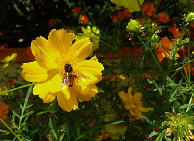 花 宇宙 宇宙原变种 蜜蜂 蜂蜜蜂 植物区系 黄色 花园