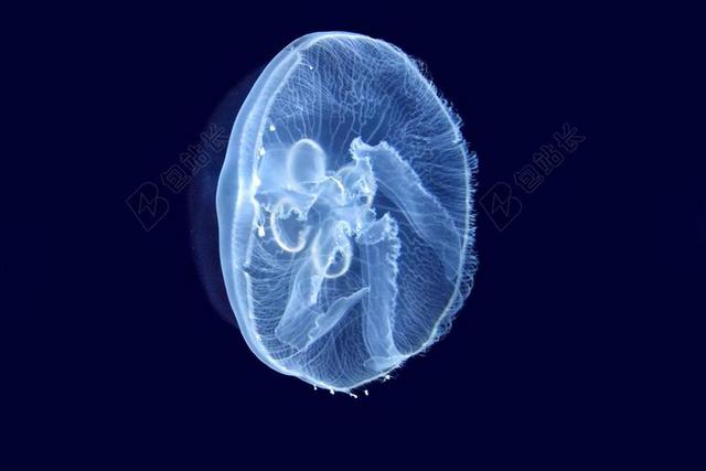 海蜇 海 刺胞动物 海洋动物 URTICANT 海洋 海底