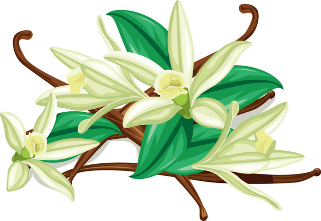 香草花矢量