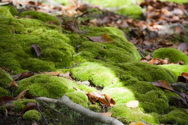 苔藓 绿色 森林 苔藓森林 秋