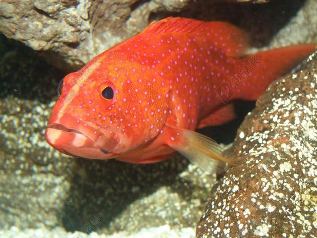 MINIATUS 石斑 石斑鱼 海洋 鱼 礁 海洋生物多样性