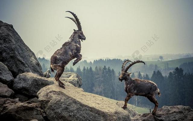 摩羯座 岩 动物 山 高山 IBEX 高山 角 战斗
