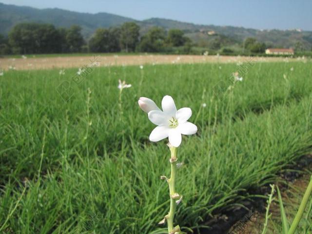 花 植物 晚香玉 性质 植物学 夏天的花