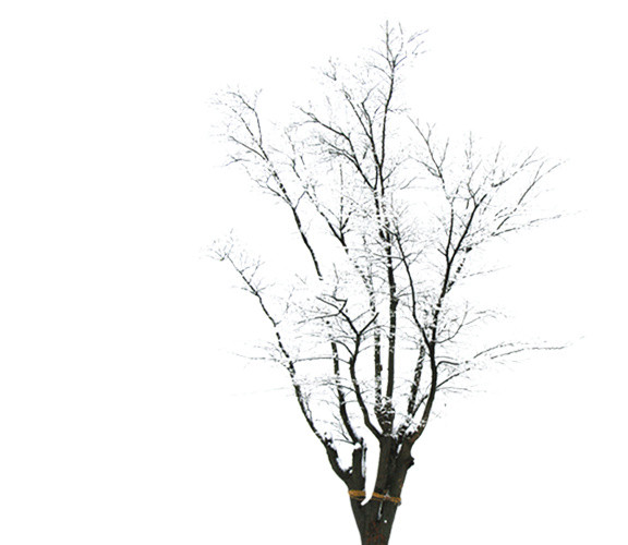 雪中枯树