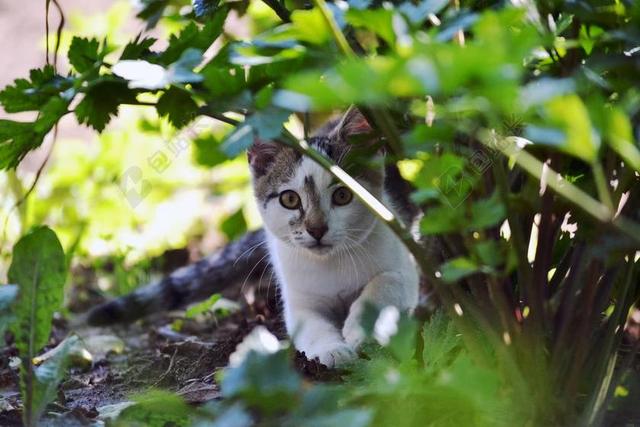 猫 小猫 虎斑猫 芹菜 宠物 猫咪 TOMCAT的 家猫