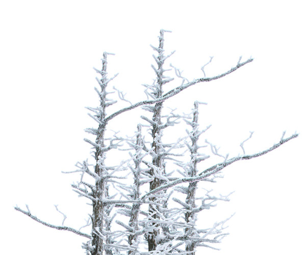 枯树挂雪免抠素材