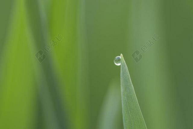 植物 水滴 风景 麦子 清楚 希望 基督教 爱 信心