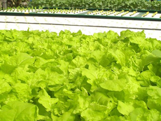 农场科学种植绿色有机蔬菜背景图片