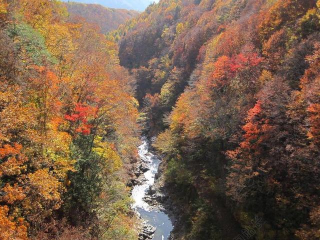 秋季 秋季树叶 植物园 多彩 森林 枫树 山 日本的秋天