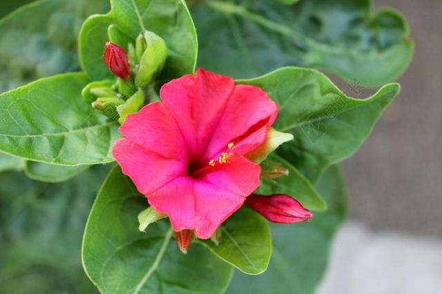 紫茉莉 WUNDERBLUME 魔花 红色 腐 夜小姐 花