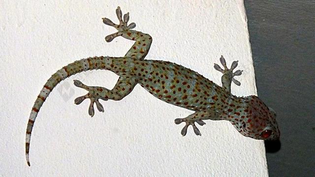 壁虎 TOKHE 蜥蜴