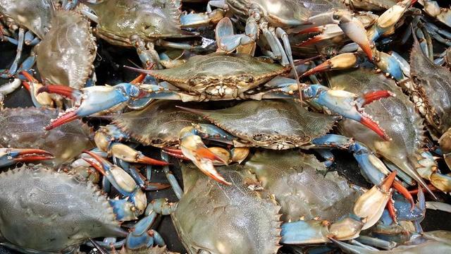 蟹 蓝色 生活 贝类 海鲜 甲壳动物 海洋 外壳