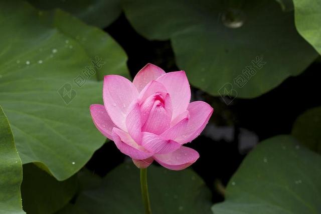 莲花 大自然 植物 鲜花 粉红色 池塘植物