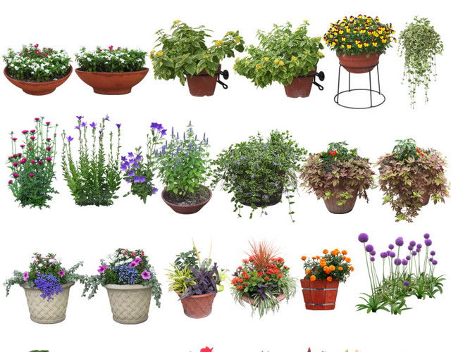 花草景观