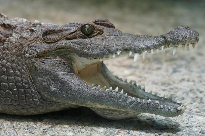 鳄鱼 菲律宾鳄鱼 河 淡水 湿地 夜间 爬行动物 猎人 黄昏