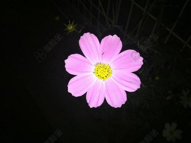 鲜花 IPHONE 在晚上 疯狂 野花 粉红色 蚂蚁