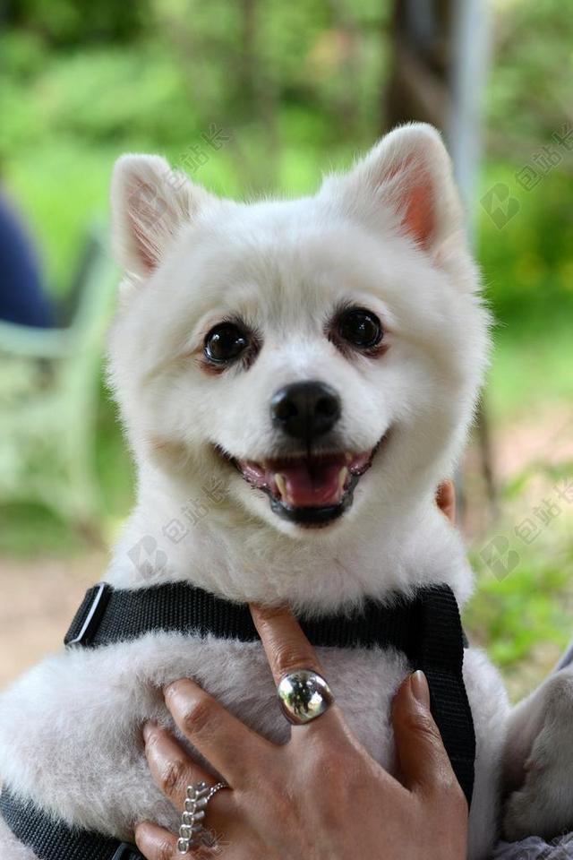 宠物狗 小狗 博美犬