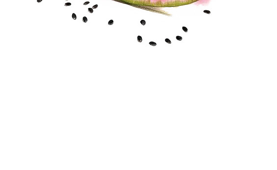 水彩西瓜插画