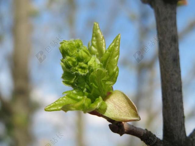 宏碁坎佩斯特里 现场枫树 对冲枫树 萌芽 芽 树 特写 植物