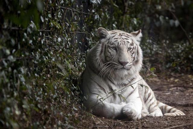 虎 白虎 动物园 猫 动物 捕食者 哺乳动物 野生动物 毛皮