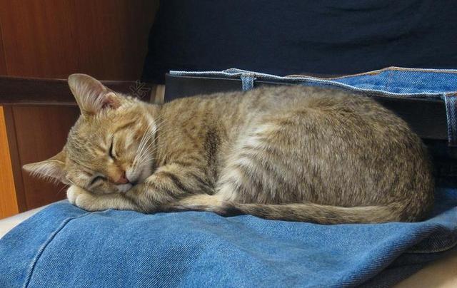 猫 睡眠 蓝色牛仔裤 基蒂 年轻 动物 家养 男 肖像