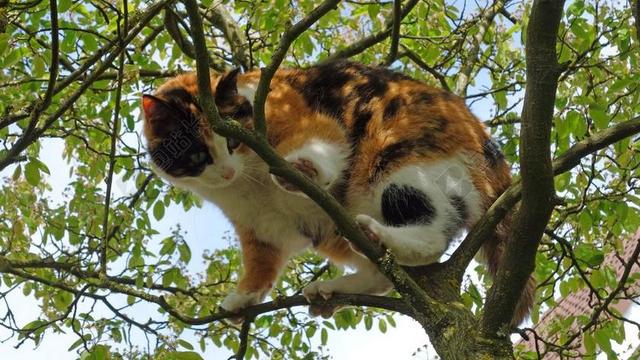猫 猫咪 宠物 LAPJESKAT 动物 哺乳动物 攀爬 爬树