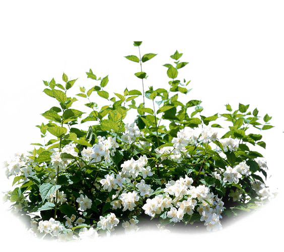 白色花卉植物平面装饰素材